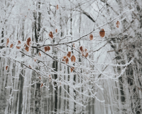 winterblues