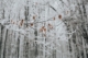 winterblues