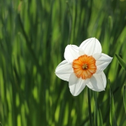 lente
