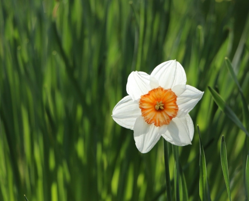 lente