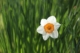lente