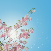 lente hooikoorts