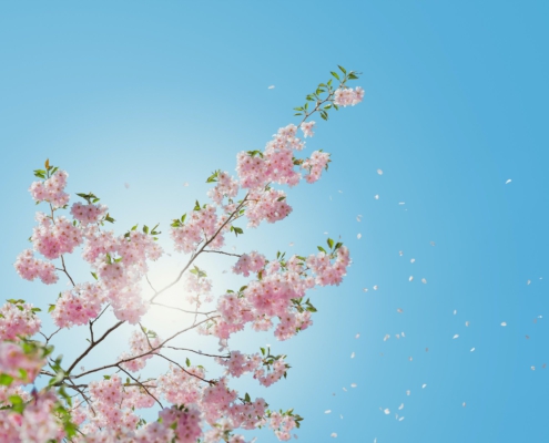 lente hooikoorts