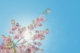 lente hooikoorts
